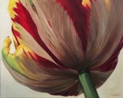 A Tulip By Any Other Name